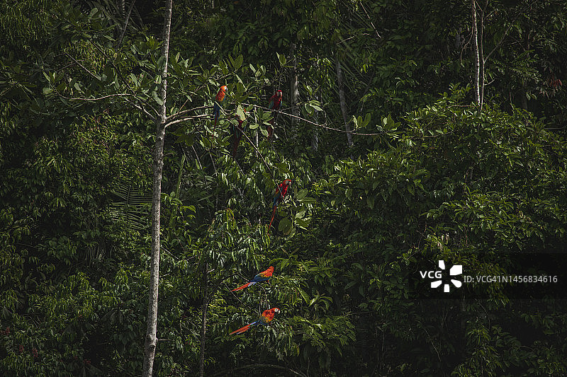坦博帕塔国家保护区的野生动物图片素材