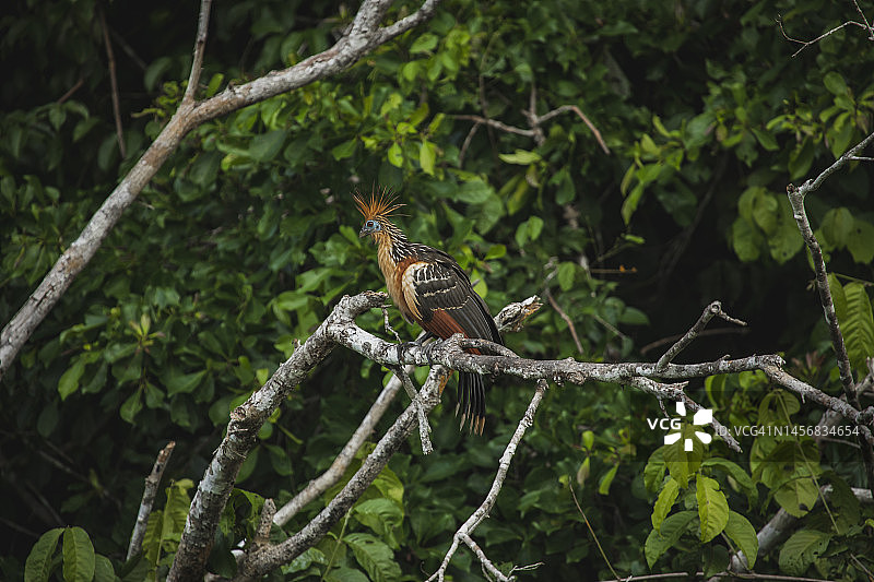 坦博帕塔国家保护区的野生动物图片素材