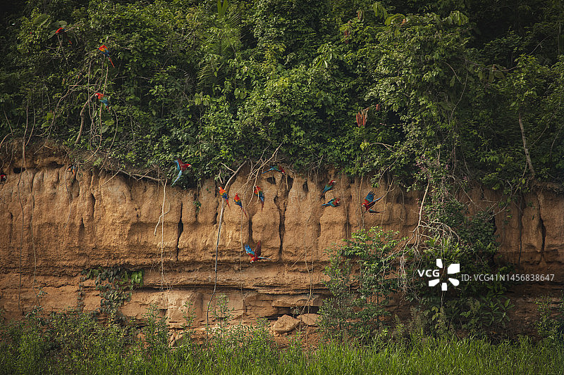 坦博帕塔国家保护区的野生动物图片素材