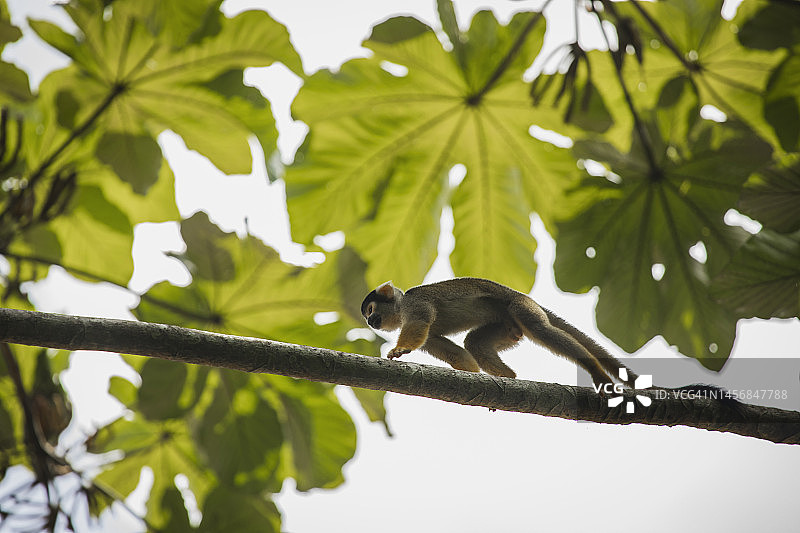 马德雷德迪奥斯省坦博帕塔国家保护区的野生动物 - 秘鲁图片素材