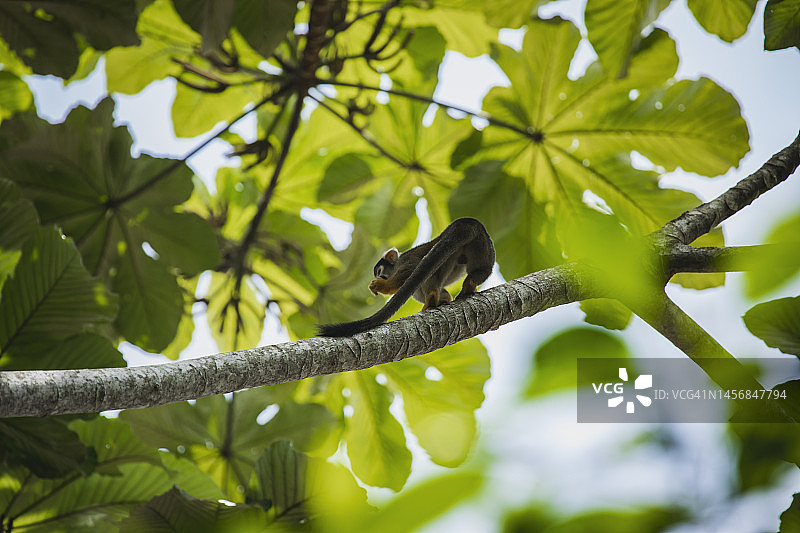 马德雷德迪奥斯省坦博帕塔国家保护区的野生动物 - 秘鲁图片素材