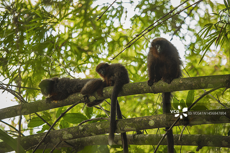 马德雷德迪奥斯省坦博帕塔国家保护区的野生动物 - 秘鲁图片素材