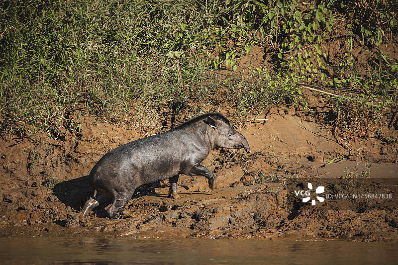 马德雷德迪奥斯省坦博帕塔国家保护区的野生动物 - 秘鲁图片素材