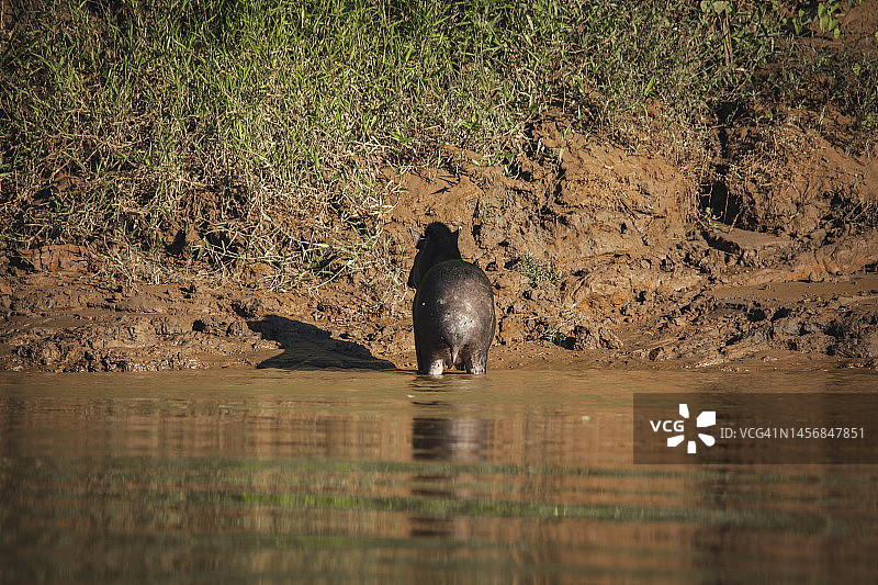 马德雷德迪奥斯省坦博帕塔国家保护区的野生动物 - 秘鲁图片素材