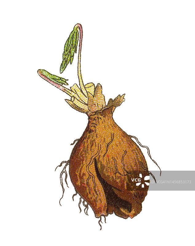 古老植物学石版画：空心延胡索图片素材