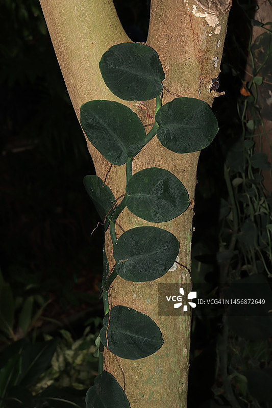 深色背景下树干上的瓦状藤蔓图片素材