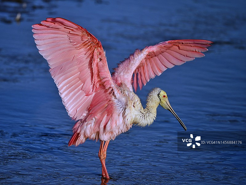 展开粉红色翅膀的野生粉红琵鹭图片素材