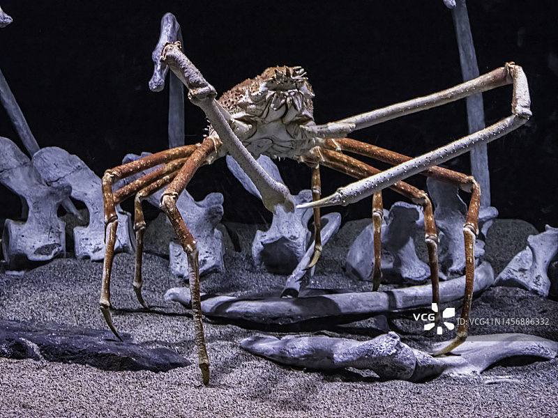 日本蜘蛛蟹（Macrocheira kaempferi），是生活在日本附近海域的一种海洋蟹类，拥有已知节肢动物中最大的腿展。图片素材