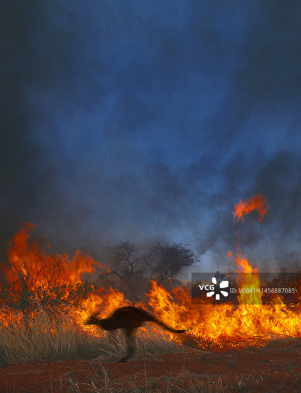 丛林火灾和袋鼠图片素材