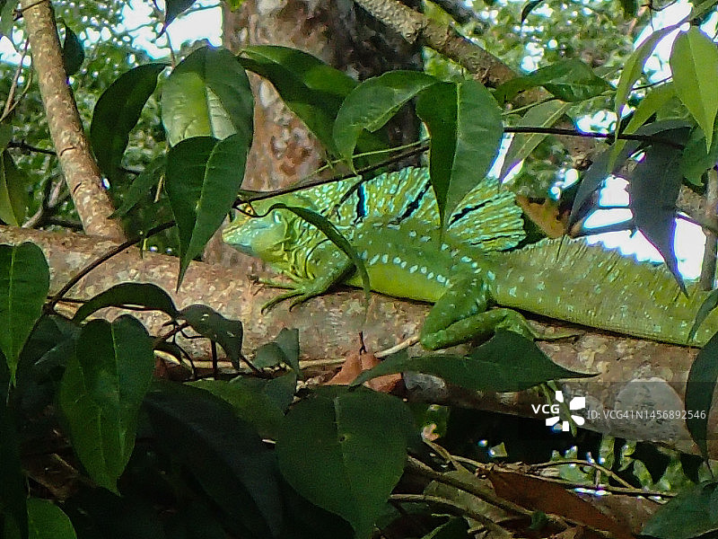 绿鬣蜥，哥斯达黎加托尔图格罗图片素材