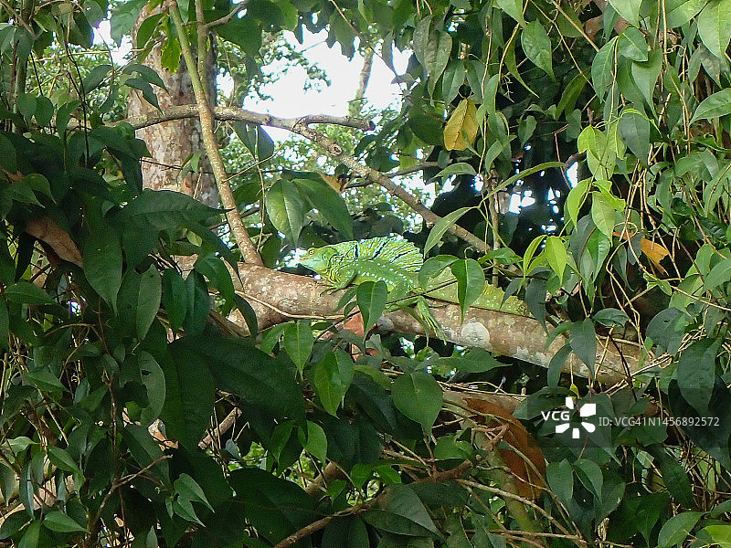 绿鬣蜥，哥斯达黎加托尔图格罗图片素材