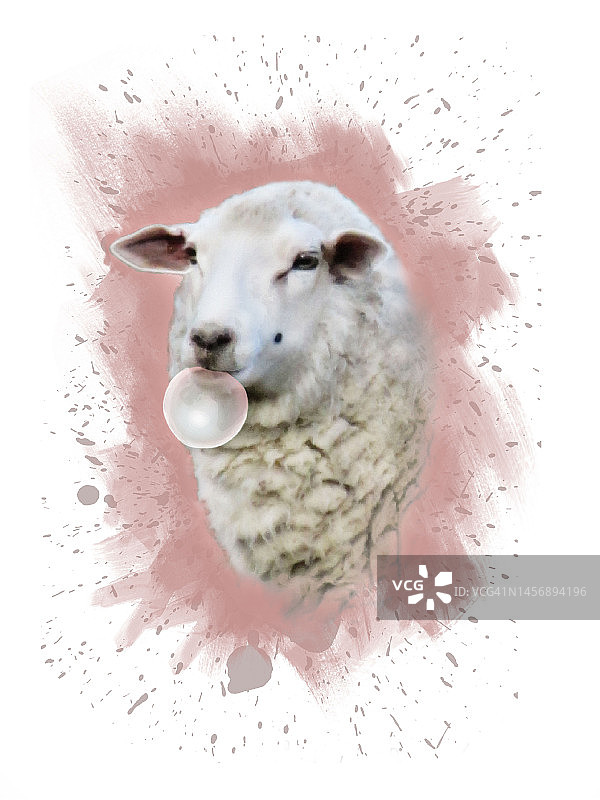 嚼着粉色口香糖的滑稽绵羊，背景是粉色油漆飞溅图片素材