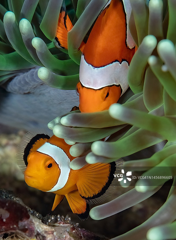 印度尼西亚的成对小丑鱼和鱼卵图片素材