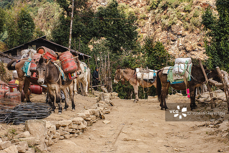 在尼泊尔山区搬运物资的当地居民和驴图片素材