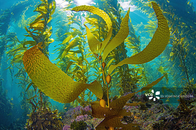 2011年11月1日的海带生长图片素材