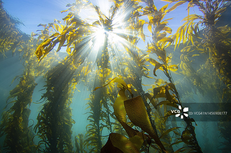 11月18日-22日的海带阳光图片素材