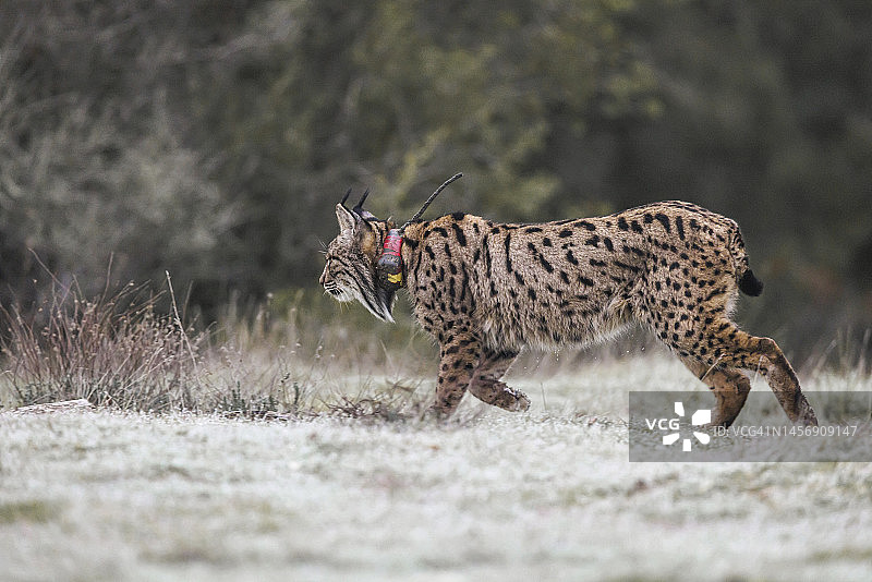 伊比利亚猞猁图片素材