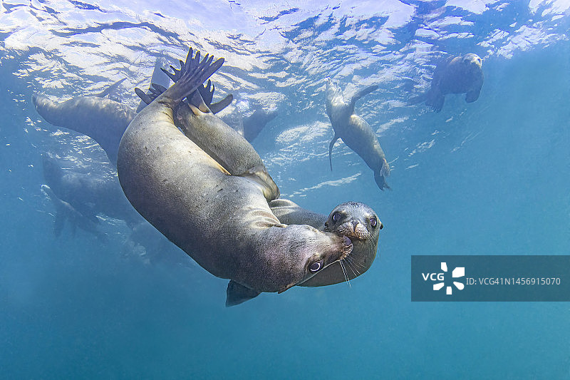 11月海狮素材图片素材