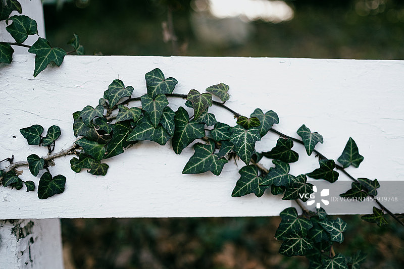 木栅栏上的常春藤图片素材