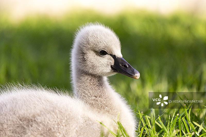 小黑天鹅肖像图片素材