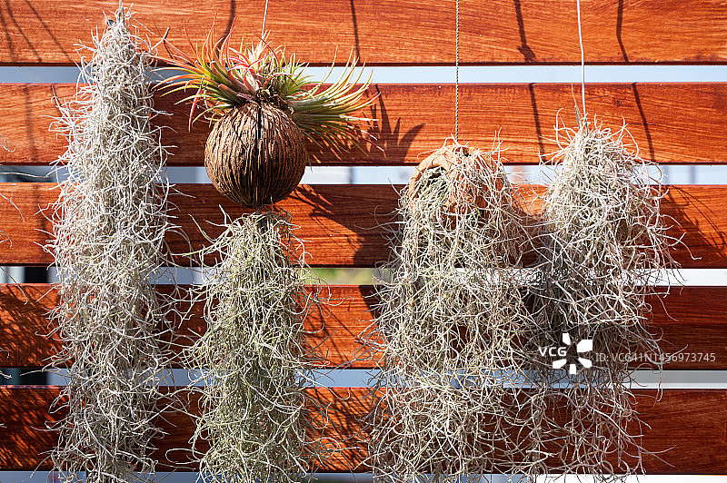 悬挂在木板条上的西班牙苔藓。西班牙苔藓是一种极好的室内植物，非常适合在光线充足的潮湿环境中生长。图片素材