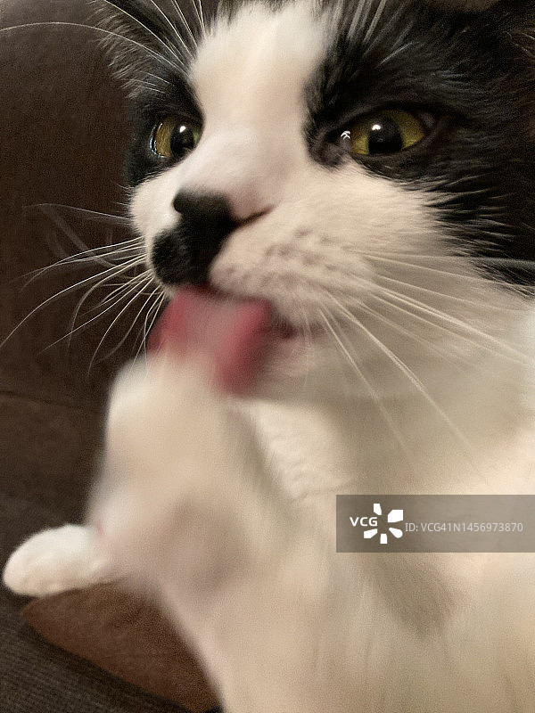 猫咪在舔爪图片素材