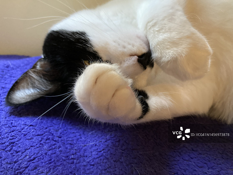 猫睡觉时遮住脸图片素材