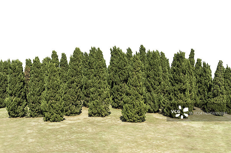 白色背景下的光滑松树（雪松），含裁剪路径图片素材