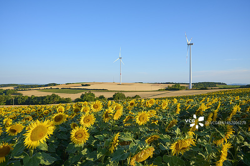 清晨的向日葵田和风力涡轮机（德国巴伐利亚州弗兰肯尼亚维尔茨堡）图片素材