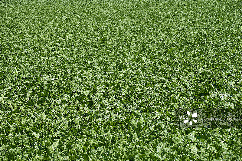 德国巴伐利亚的甜菜田图片素材