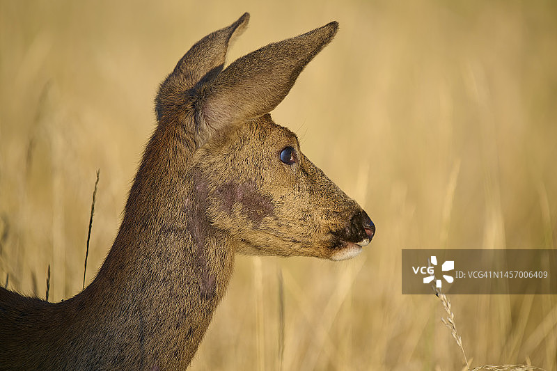 雌性欧洲狍夏季肖像图片素材