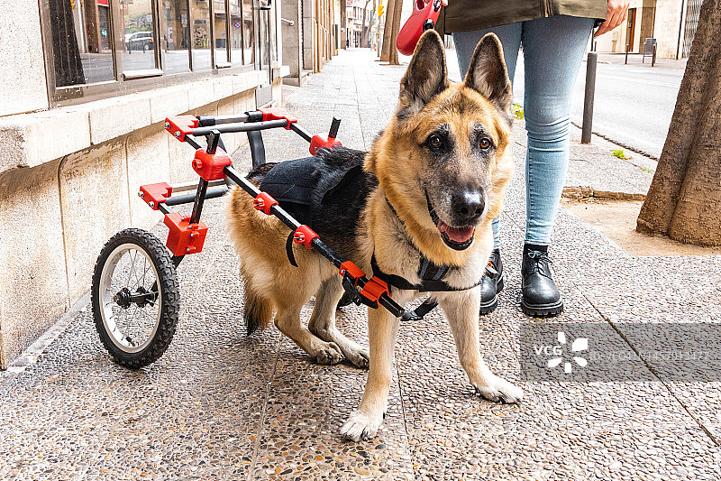 使用3D打印机制作的残疾犬轮椅散步图片素材