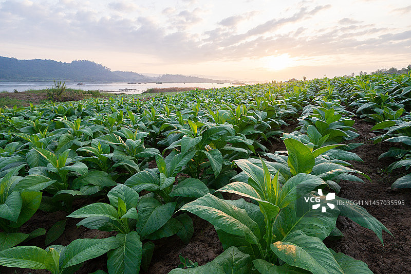 烟草种植园中的大烟叶作物图片素材