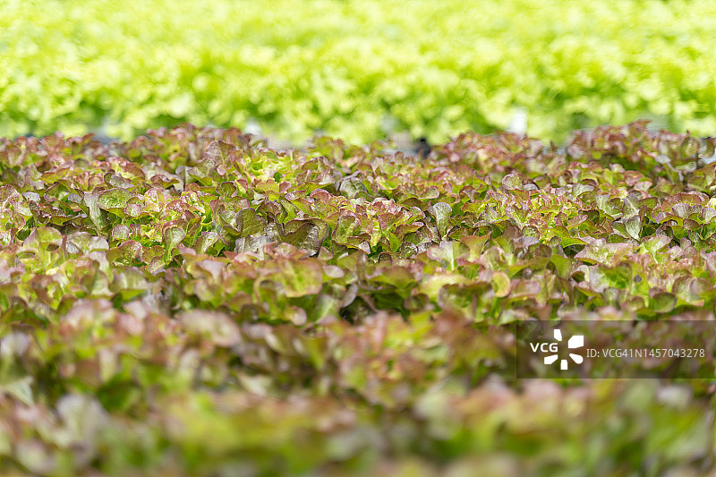 温室中种植的新鲜水培绿橡木和红橡木生菜图片素材