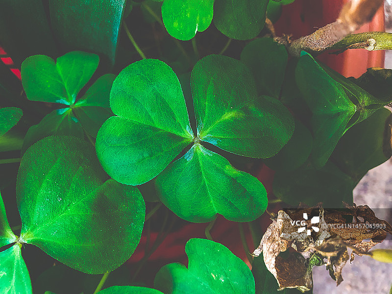 三叶草俯视特写图片素材