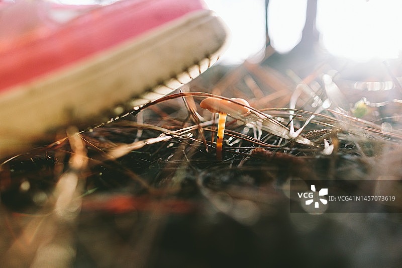 森林里的蘑菇和想要踩扁它的靴子图片素材