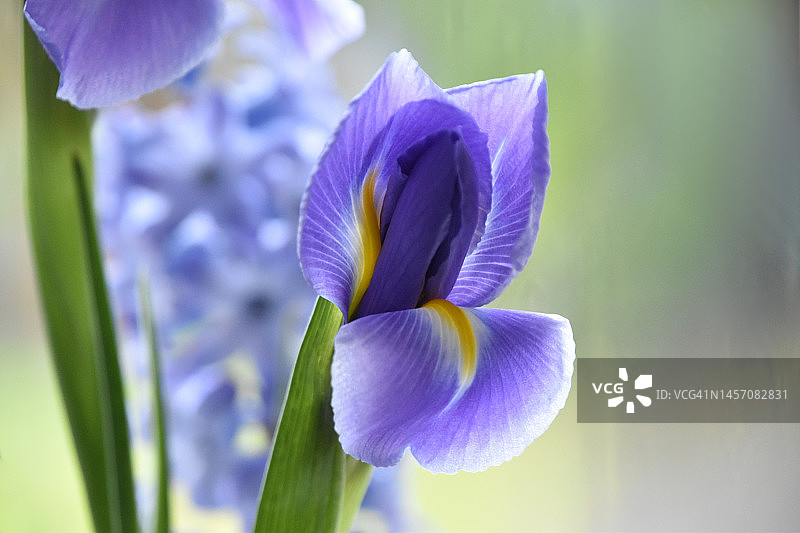 窗边的春花图片素材