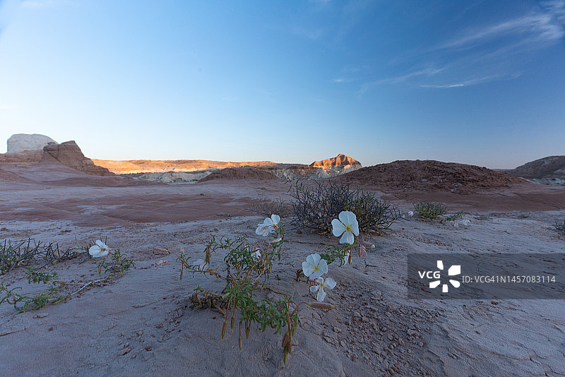 在沙中绽放的沙漠之花图片素材