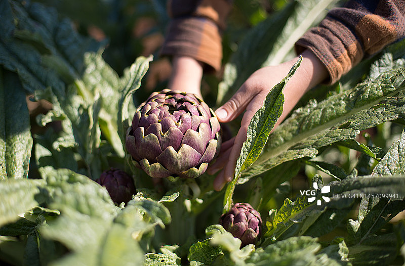 在田野里看朝鲜蓟，手部特写的小男孩图片素材