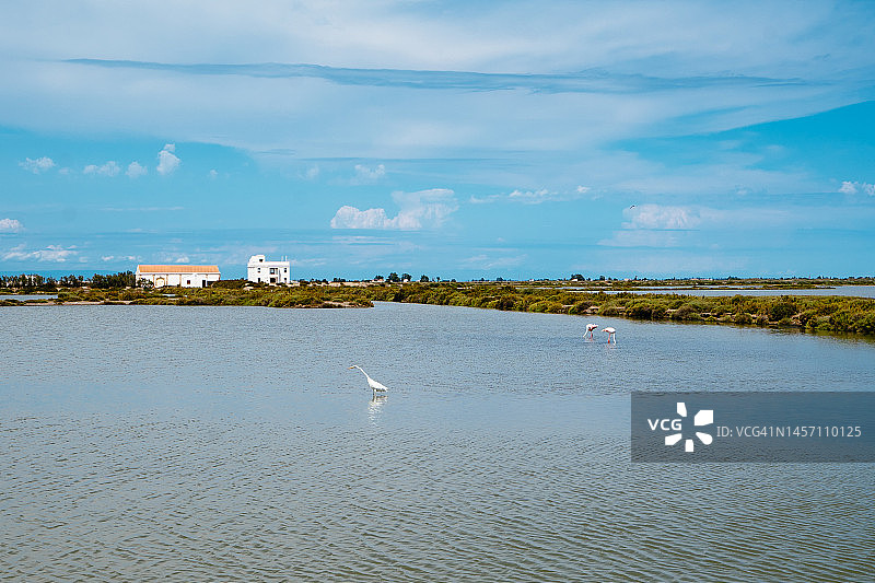 湿地中的火烈鸟和白鹭，埃布罗三角洲图片素材
