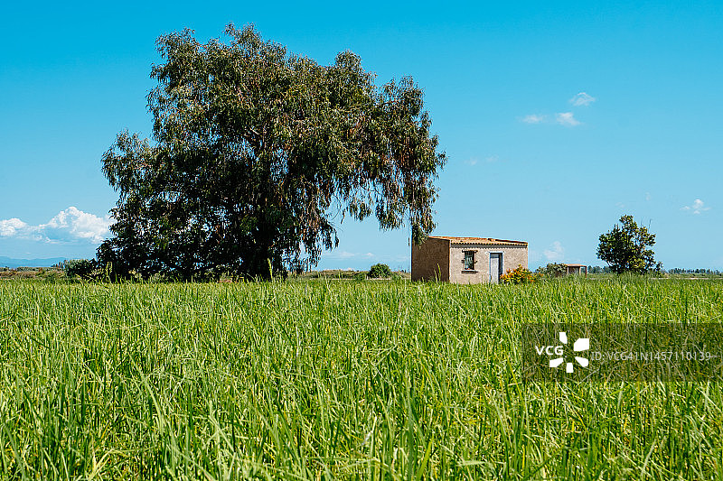 埃布罗三角洲的绿色稻田和工具房图片素材