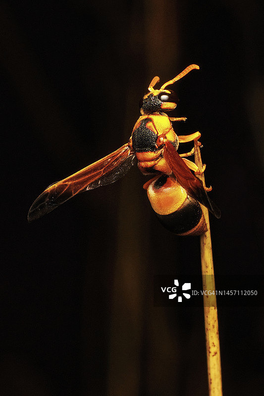 熟睡的陶工胡蜂图片素材