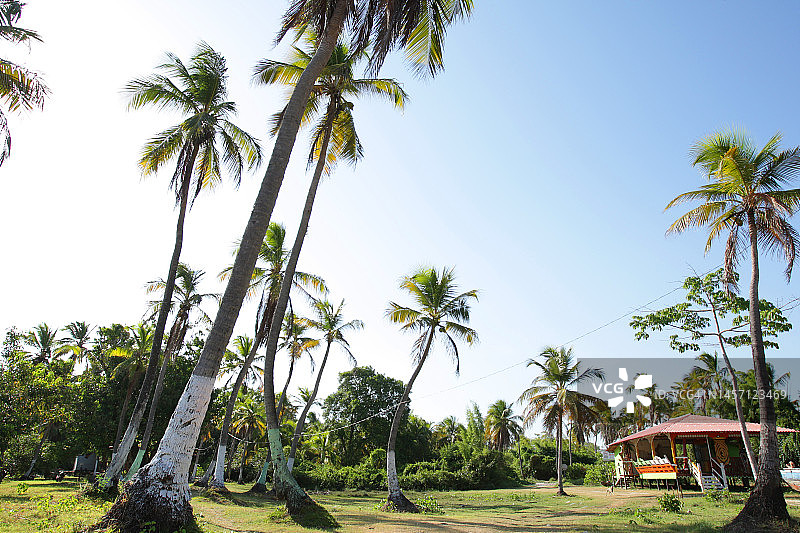 巴西亚马逊马拉霍岛图片素材