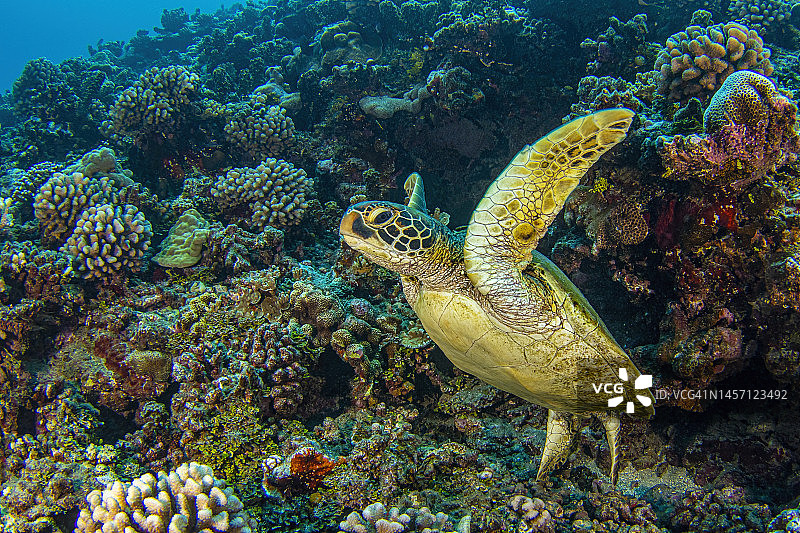 乌龟5Sep24-22图片素材