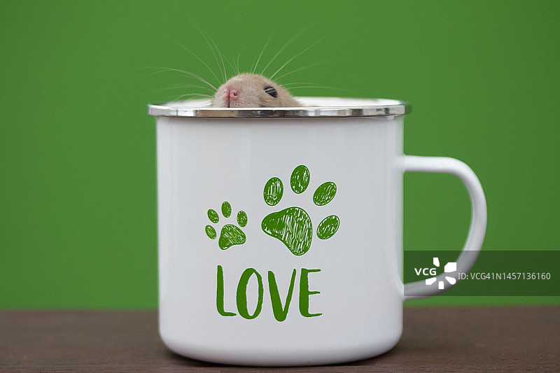 杯子里的老鼠图片素材