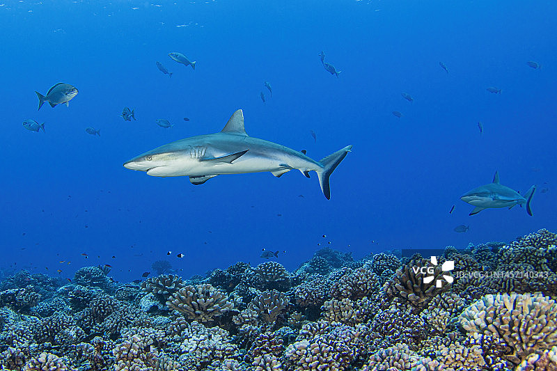 鲨鱼10十月4-22图片素材