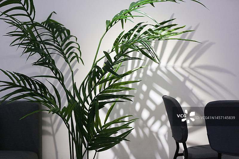 白色墙壁背景下的盆栽绿萝图片素材