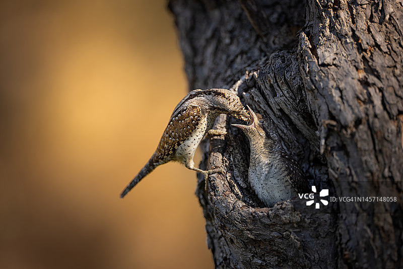 蚁鴷喂食幼鸟图片素材