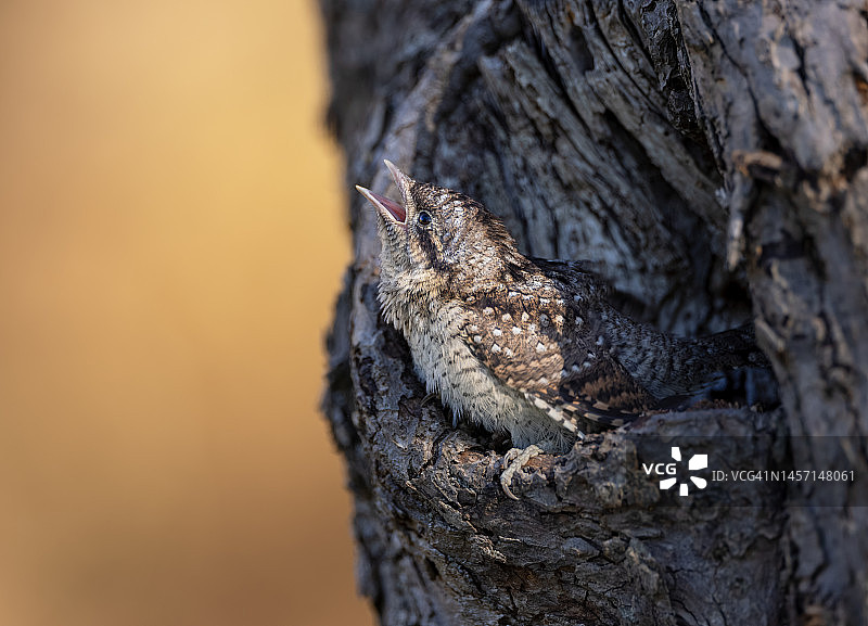 蚁鴷喂食幼鸟图片素材