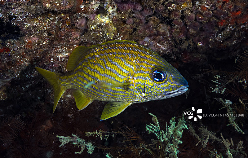 法式咕噜甜点图片素材